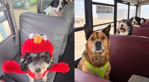 Escolas para cães e ônibus escolar viram febre no Canadá para evitar a solidão dos pets