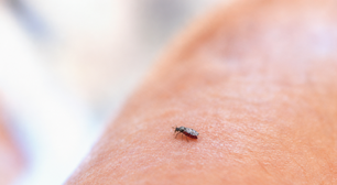 Um mosquito de apenas dois milímetros de comprimento é o responsável pelo surto do vírus Shamonda na França