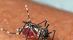 Pernambuco confirma sétima morte por dengue e registra alta de 31,2% nas notificações