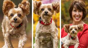 Resgatado das ruas e com três patas, ele virou cão de terapia e conquistou o título de mais fofo do mundo