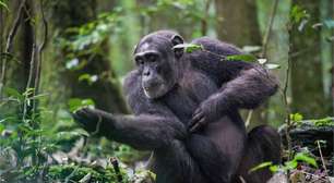 Por que humanos e chimpanzés são tão diferentes, se mais de 98% do DNA é igual? Cientistas podem ter achado o "culpado": um vírus