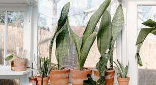 Jardinagem e bem-estar: 7 plantas que atraem boas energia e ainda protegem a sua casa!