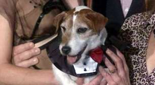 Cachorro leva 'Oscar canino' por atuação em filme