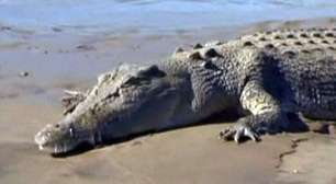 Crocodilo gigante deixa homem ilhado por 2 semanas na Austrália