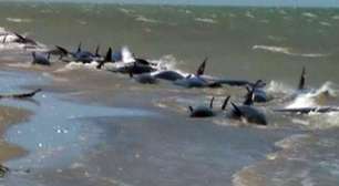 Mais de 30 baleias morrem encalhadas em praia da Nova Zelândia