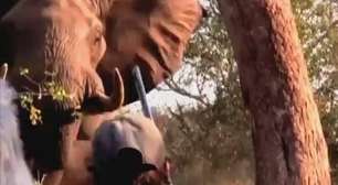 Elefante assusta grupo de andarilhos em parque na África