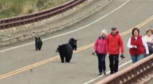 Família de ursos persegue turistas em parque nos Estados Unidos