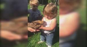 Primeiro encontro de menina com galinha não dá muito certo