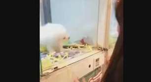 Fofura! Cãozinho 'se joga' em cima de mulher em pet shop