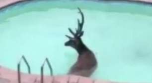 Cervo é resgatado após cair em piscina