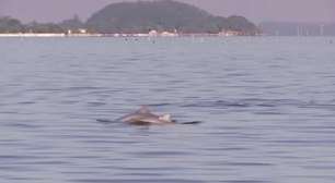 Cai em 90% população de golfinhos na Baía de Guanabara