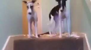Cães bagunceiros preparam "surpresa" para dono