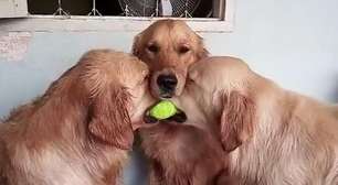 Me dá! Cachorros disputam bolinha de tênis