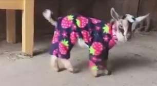 Fofo! Vídeo de cabritinhos usando pijamas bomba na web