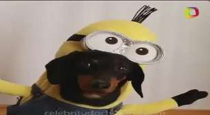 Que gracinha!! Cachorros viram Minions e arrasam na fantasia