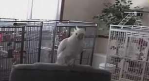 Só no pescocinho! Cacatua dança ao som do Queen