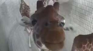 Girafa curiosa 'descobre' câmera de segurança