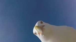 Com direito a 'selfie': gaivota rouba câmera e faz bela filmagem