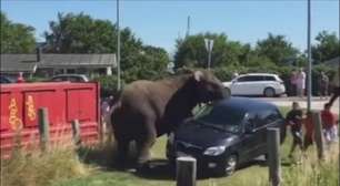 Após ser agredido em circo, elefante quase tomba carro