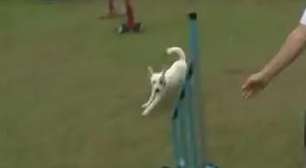 Bom pra cachorro! Campeã da agility demonstra esporte canino