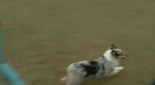 Pastor de Shetland arrasa no esporte canino agility