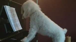 Cão é filmado 'cantando' enquanto toca piano