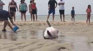 Tubarão branco encalhado é resgatado e solto nos EUA