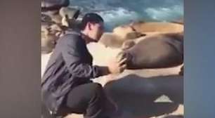 Leão-marinho dá chega pra lá em turista que tenta fazer selfie