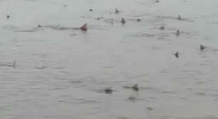 Vídeo mostra dezenas de tubarões em praia rasa