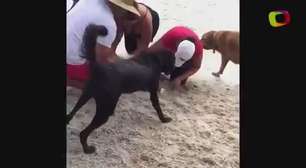 Homem salva cão com respiração boca a boca após afogamento