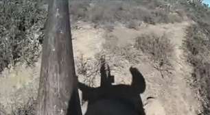 Câmera em chifre combate caça ilegal de rinocerontes