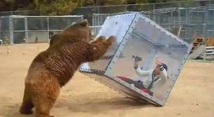Sem noção! Urso tenta atacar mulher 'presa' em jaula