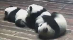Trigêmeos de pandas gigantes completam 1 ano na China