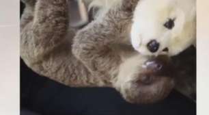 Bebê preguiça ganha 'mãe' de pelúcia após ser rejeitado