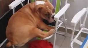 'Exercício forçado': cadela faz de tudo para subir em cadeira