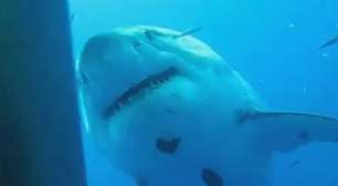 Tubarão branco de seis metros ronda jaula com mergulhadores