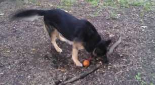 Mais do que um graveto: cão tenta pegar raiz de árvore