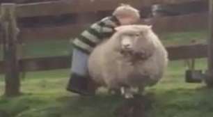 Menino tenta montar em ovelha e leva a pior