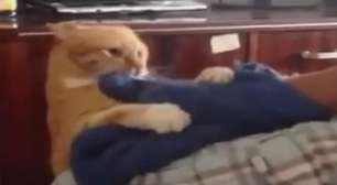 Bom de briga: gato se irrita com brincadeira e persegue homem