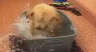 Cachorro toma banho e brinca como se fosse criança