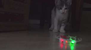 Gato versus minidrone: quem vence esta batalha?