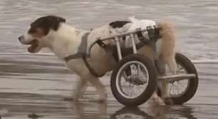 Cães deficientes vão à praia no Peru