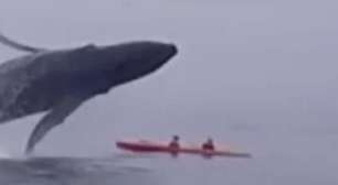 Baleia se lança sobre caiaque em baía da Califórnia