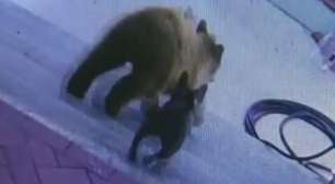 Buldogue francês expulsa ursos após invasão na Califórnia