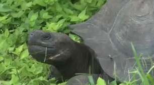 Descoberta nova espécie de tartaruga gigante em Galápagos