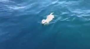 Filhote de labrador é resgatado nadando no meio do mar