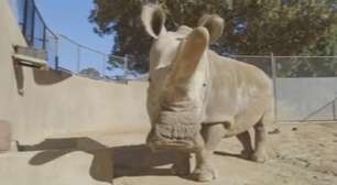 Fertilização in vitro pode ser 'única esperança' do rinoceronte branco