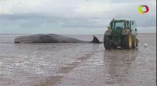 Dezenas de baleias morrem encalhadas em costas do mar do Norte