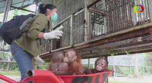 Bebês orangotangos vão à escola aprender a viver na natureza