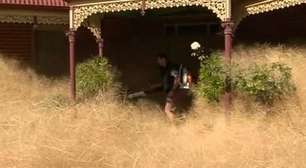 'Pânico cabeludo': palha gigante invade casas na Austrália